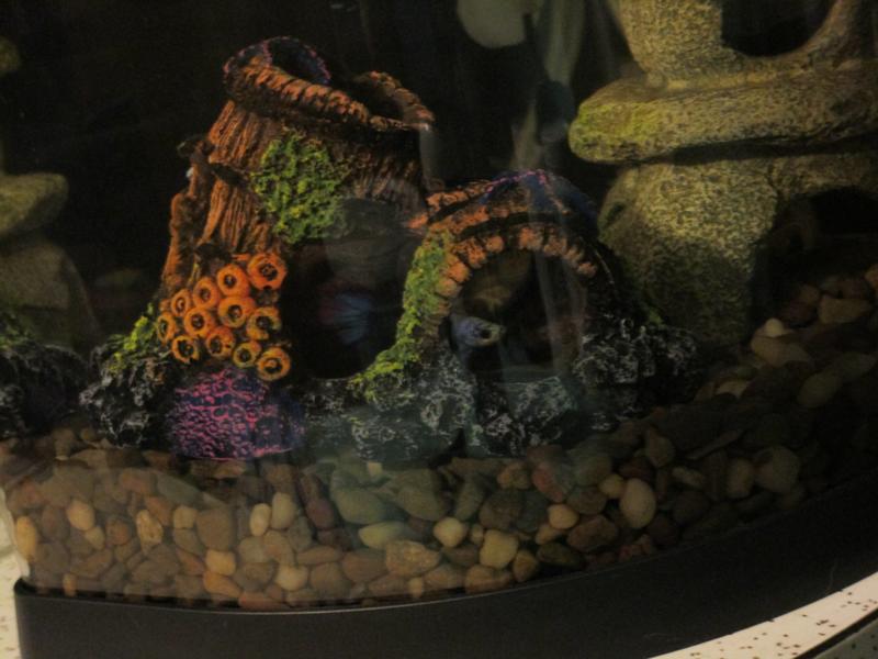 Coral Encrusted Sunken Barrel Cave Tank Decor